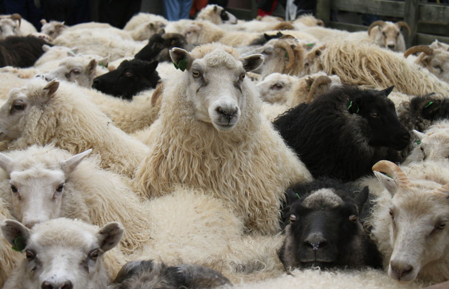 crowded-sheep