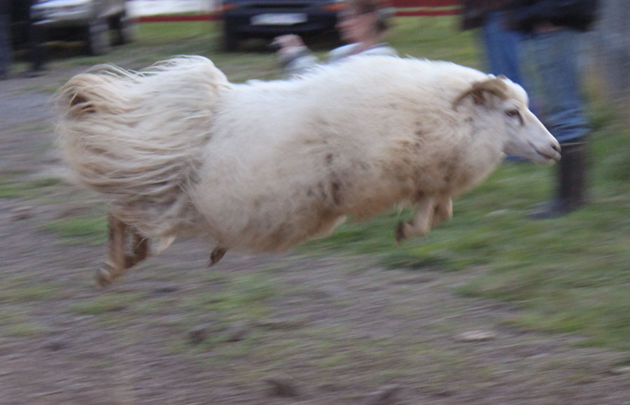 jumping-sheep